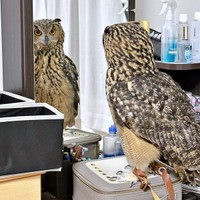 「今日のぼくかわいい」 鏡を見つめるベンガルワシミミズクのアルマちゃん（画像提供：アルマ@ベンガルワシミミズクさん）