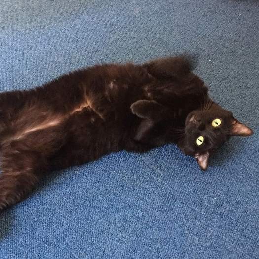 ゴロゴロするのが好き