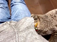 「こっちかな？」体勢を変えて再チャレンジするかえでちゃん（画像提供：琥みっちゃきぃ@保護猫さん）