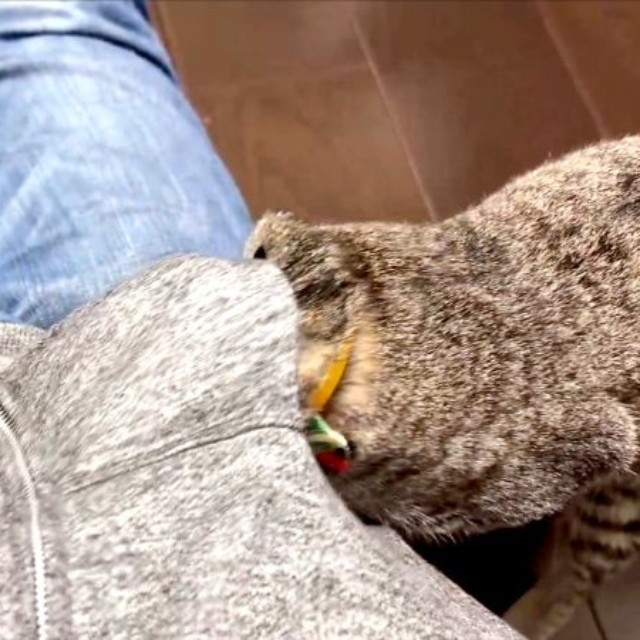 「こっちかな？」体勢を変えて再チャレンジするかえでちゃん（画像提供：琥みっちゃきぃ@保護猫さん）