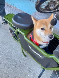 カートに乗りながらどこか遠くを見つめるるなちゃん（提供：柴犬るなさん）