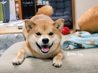 ご機嫌な顔はこんな顔です＝犬さん（@sss_inu）提供