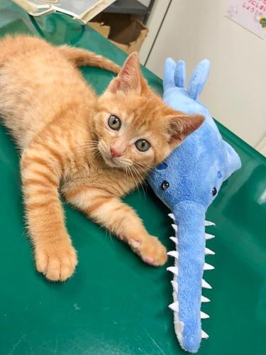 この可愛さで譲渡がなかなか決まらなかったことが、謎（保護主さん提供）