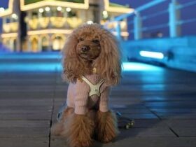 パパ、夜景でも美人に撮ってね　ツンデレなトイプードル「ララ」