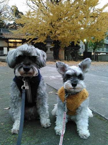 大野さんが好きだと言っていた写真（大野さん提供）