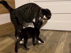 犬と暮らす愛猫が子猫に出会ったことでいきいき！　多頭飼いは幸せ？