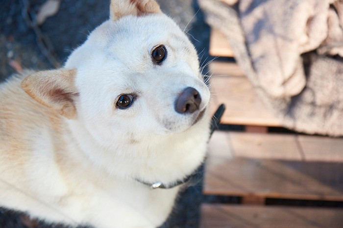 映画『駅までの道をおしえて』から。映画を観れば判ります。なぜ少し悲し気な目をしているのかは…