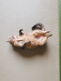 和室で落ちてるまるぴちゃん（提供：まるぴ と ねこズさん）