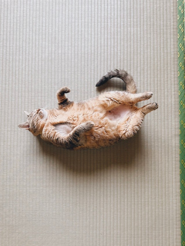 和室で落ちてるまるぴちゃん（提供：まるぴ と ねこズさん）