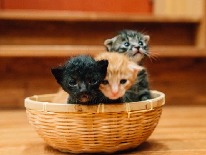 わさびマヨ君と兄弟たち。みんなオス