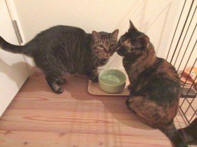 3日ぶりに帰宅すると…　大喜びで駆けよる猫、大あくびする猫