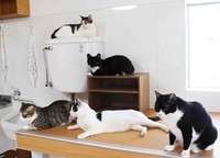 生活スペースは猫だらけ