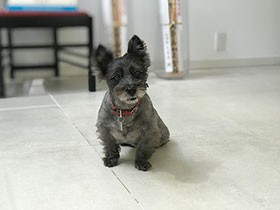 愛犬といっしょにダイエット　食事とトレーニングで変化が！