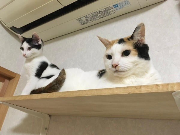 新たに家族になったこまちちゃん（左）、7歳ころのみゅうちゃん（右）。（画像提供：こまちさん）