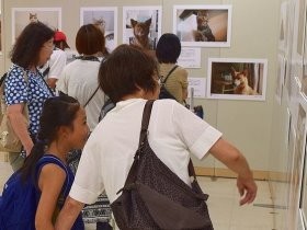 「みんなイヌ、みんなネコ」開幕　幸せな保護犬・猫の写真一堂に