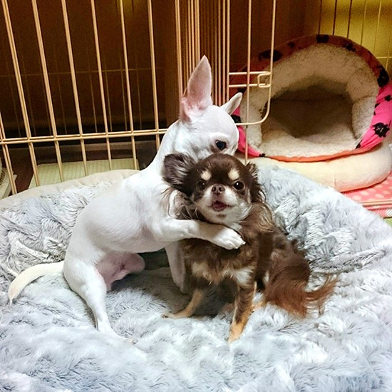 さすけはかえでが大好きだが、かえではそっけない（かなこさん提供）