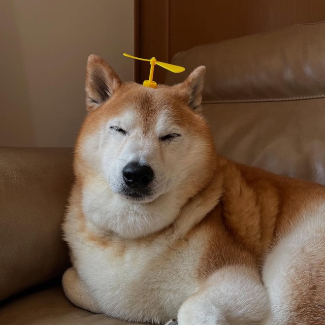 タケコプターをつけた福ちゃん（提供：@happinessboy0104さん）
