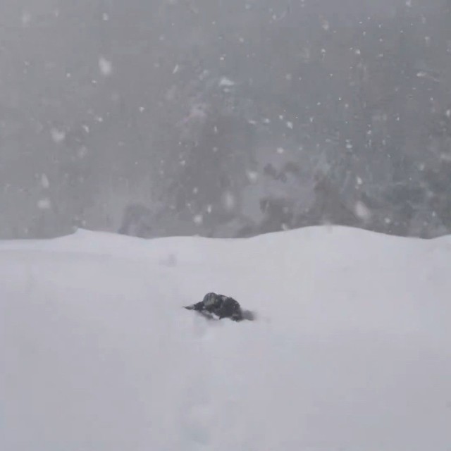 「遭難」ではなくて良かった…！（動画よりキャプチャ、画像提供：田中一馬 但馬牛農家の精肉店・田中畜産さん）