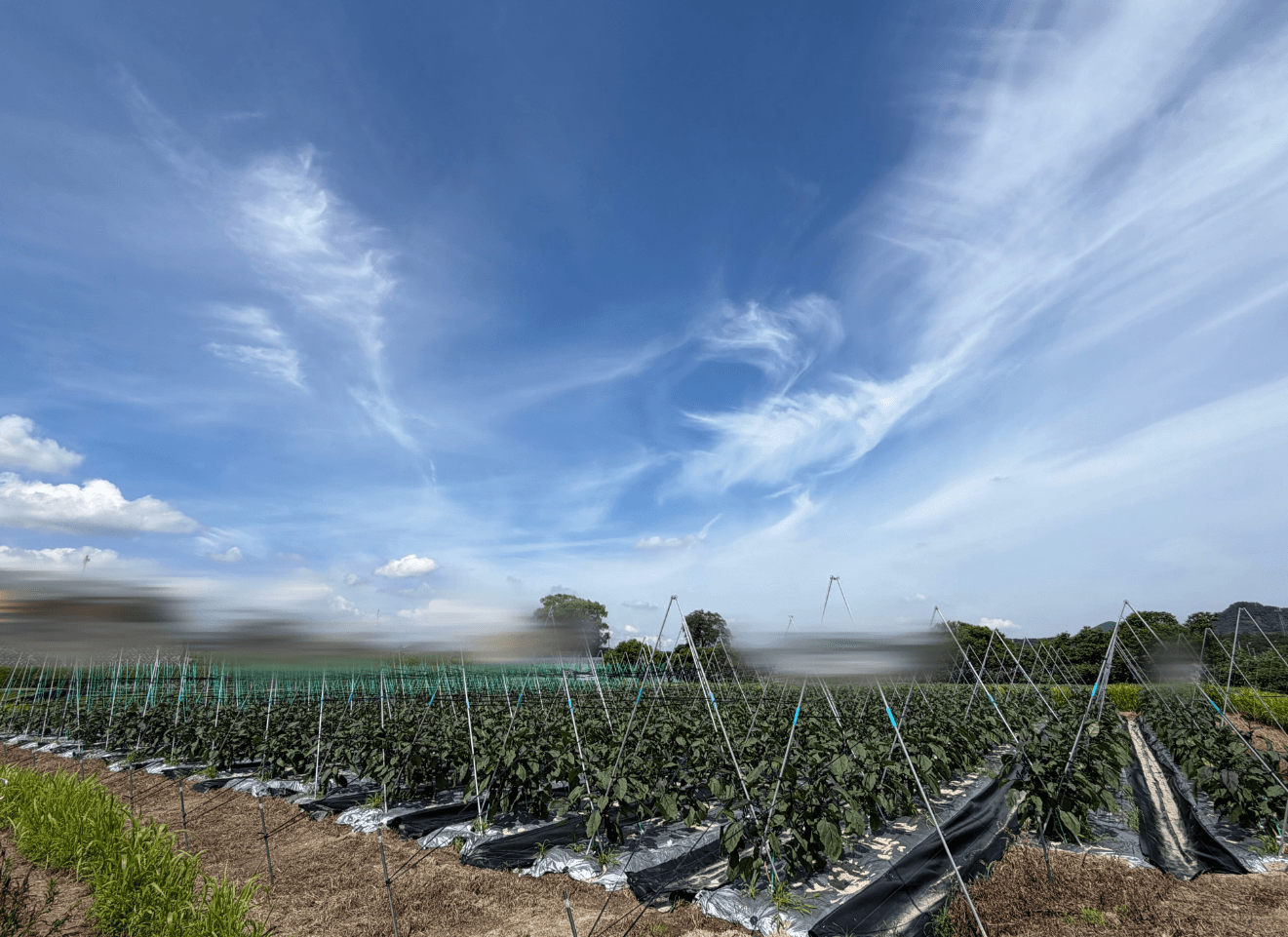広大なナス畑の一角で、巣立ちまですくすく育ったヒバリ（amyu farmさん提供）