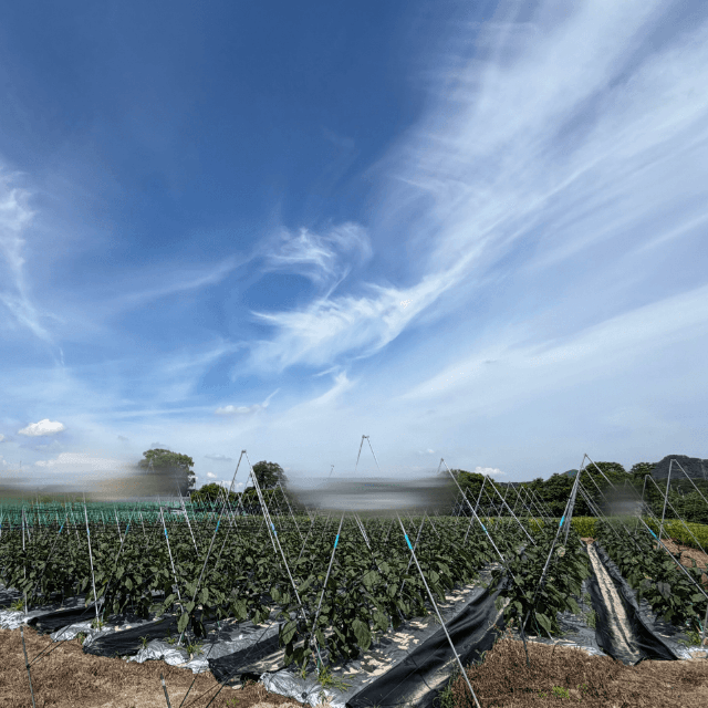 広大なナス畑の一角で、巣立ちまですくすく育ったヒバリ（amyu farmさん提供）