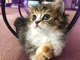 大好きなトンネルで遊んでる　麦チョコ色のミヌエット「むぎ」