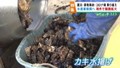 石巻市桃浦地区でのカキ養殖