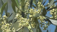 小豆島でオリーブが開花　初夏の訪れ告げる…見頃は6月初めごろまで