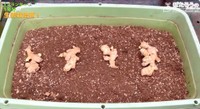 土の上に「芽」を上向きにして並べるところからいよいよショウガ栽培が始まります／YouTubeチャンネル「ぽたろうの家庭菜園HACK」より
