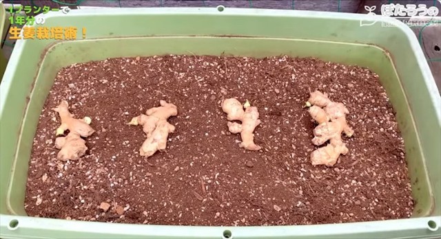 土の上に「芽」を上向きにして並べるところからいよいよショウガ栽培が始まります／YouTubeチャンネル「ぽたろうの家庭菜園HACK」より