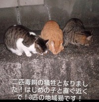 3匹は兄弟猫。（左から）キジ白と茶トラは5月、6月に毒餌の犠牲となった（「nekono_sekai 」さん提供、Instagramよりキャプチャ撮影）