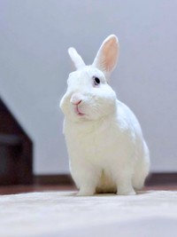 白いボールに見えたアイスくんは、ちゃんとうさぎさんでした（画像提供：アイス 主：みみさん）