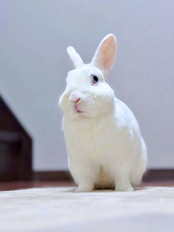 白いボールに見えたアイスくんは、ちゃんとうさぎさんでした（画像提供：アイス 主：みみさん）