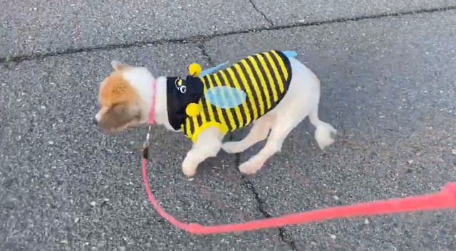 後ろ足は割れ目しっかり踏んでしまうひめちゃん。それでも次々とジャンプします（画像提供：ひめたそ 17歳ミックス犬さん）