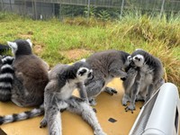 思ったより足が長いんですね　写真提供：日本モンキーセンター