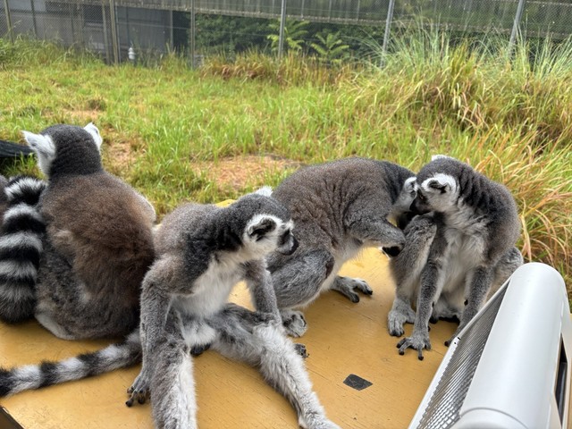 思ったより足が長いんですね　写真提供：日本モンキーセンター
