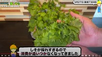 大量収穫！／みかんぼーや（@mikanbo-ya1987）さん提供
