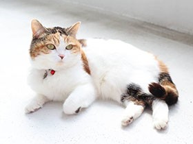 ベランダでひなたぼっこ　風が気持ちいいニャ　スコ「てんてん」