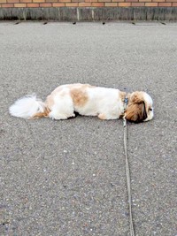 ズシくんがペタン！ 地面に伏せて「あそぼう」アピール（画像提供：シーズーのズシさん）