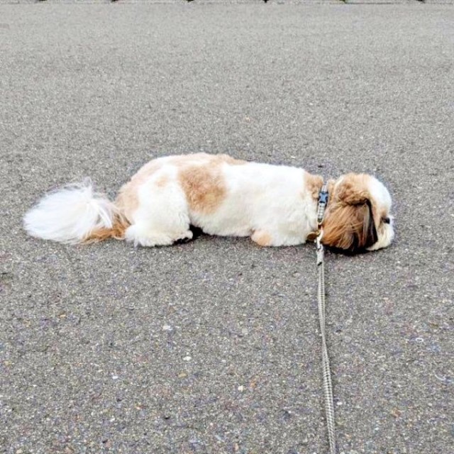 ズシくんがペタン！ 地面に伏せて「あそぼう」アピール（画像提供：シーズーのズシさん）