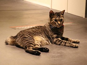 キジトラの「猫店長 大吉」　人見知りせずおもてなし