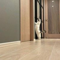 横から撮られているとも知らず・・・＝立ち耳スコのフクさん（@fukuneko_47）提供