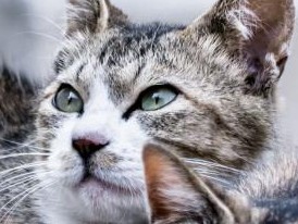 猫の野生化防止へ　奄美大島・徳之島で、猫飼育の条例強化