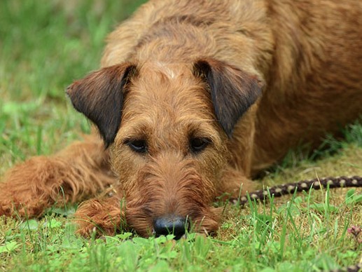 鼎談　動物病院との付き合い方②　大学病院などに紹介を