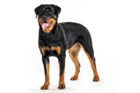 ロットワイラー（画像はイメージ＝Elayne/stock.adobe.com）