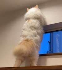 立ち上がって何やらゴソゴソ=ぽてねのアポロさん（@Hachicotton）提供
