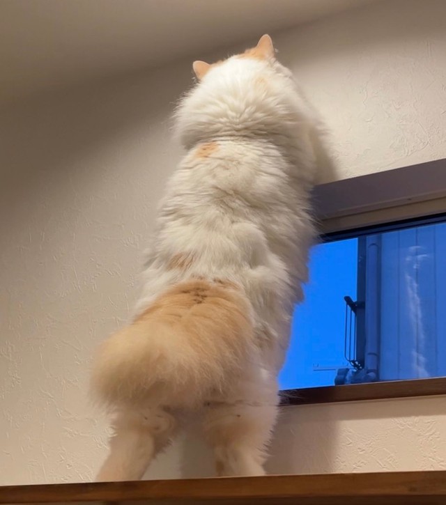 立ち上がって何やらゴソゴソ=ぽてねのアポロさん（@Hachicotton）提供
