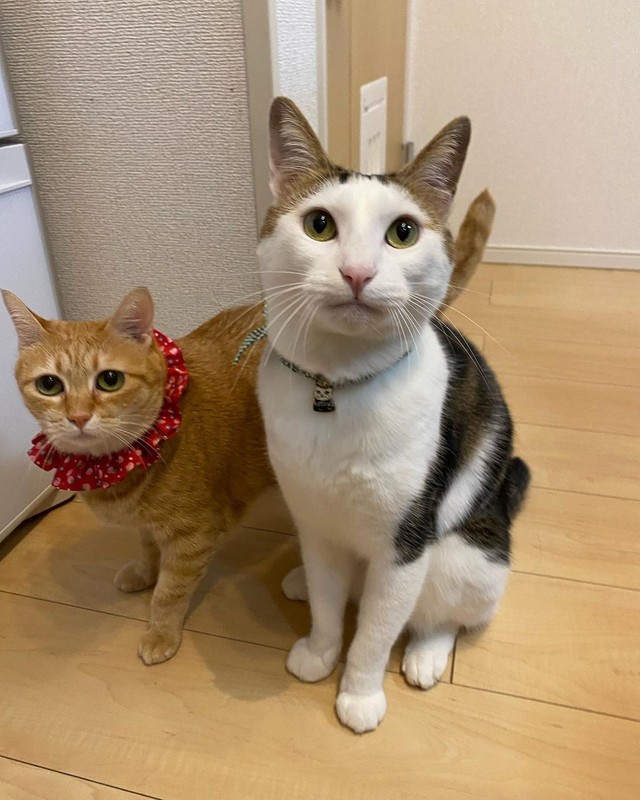 一緒に暮らすちょぽちゃんとツーショット