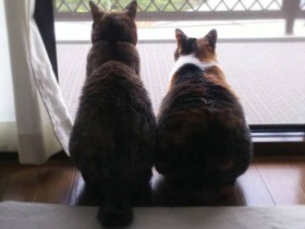 仲良く２匹で夕涼み　サビ猫の「秋」と三毛猫の「夏」