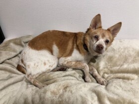 家族との出会いを待ってるよ　「パナソニック保護犬猫譲渡会」に参加予定の犬（１）