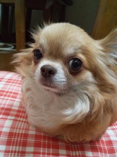 家にきたころの「チャコ」